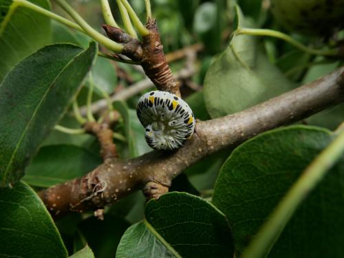 Cimbex quadrimaculatus